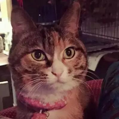 (猫语咖啡攻略)探寻猫语咖啡官网：品味猫与咖啡的完美融合体验