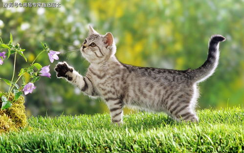 猫与朋友正版免费（暂未上线）-猫与朋友全解锁最新版2024下载v.8.93